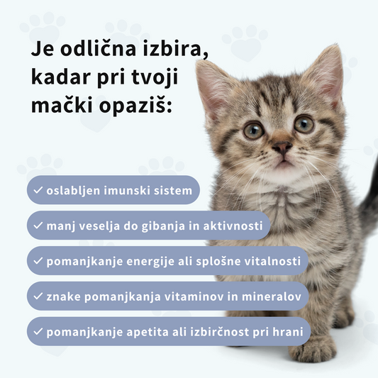 Prehransko dopolnilo z multivitamini za mačke