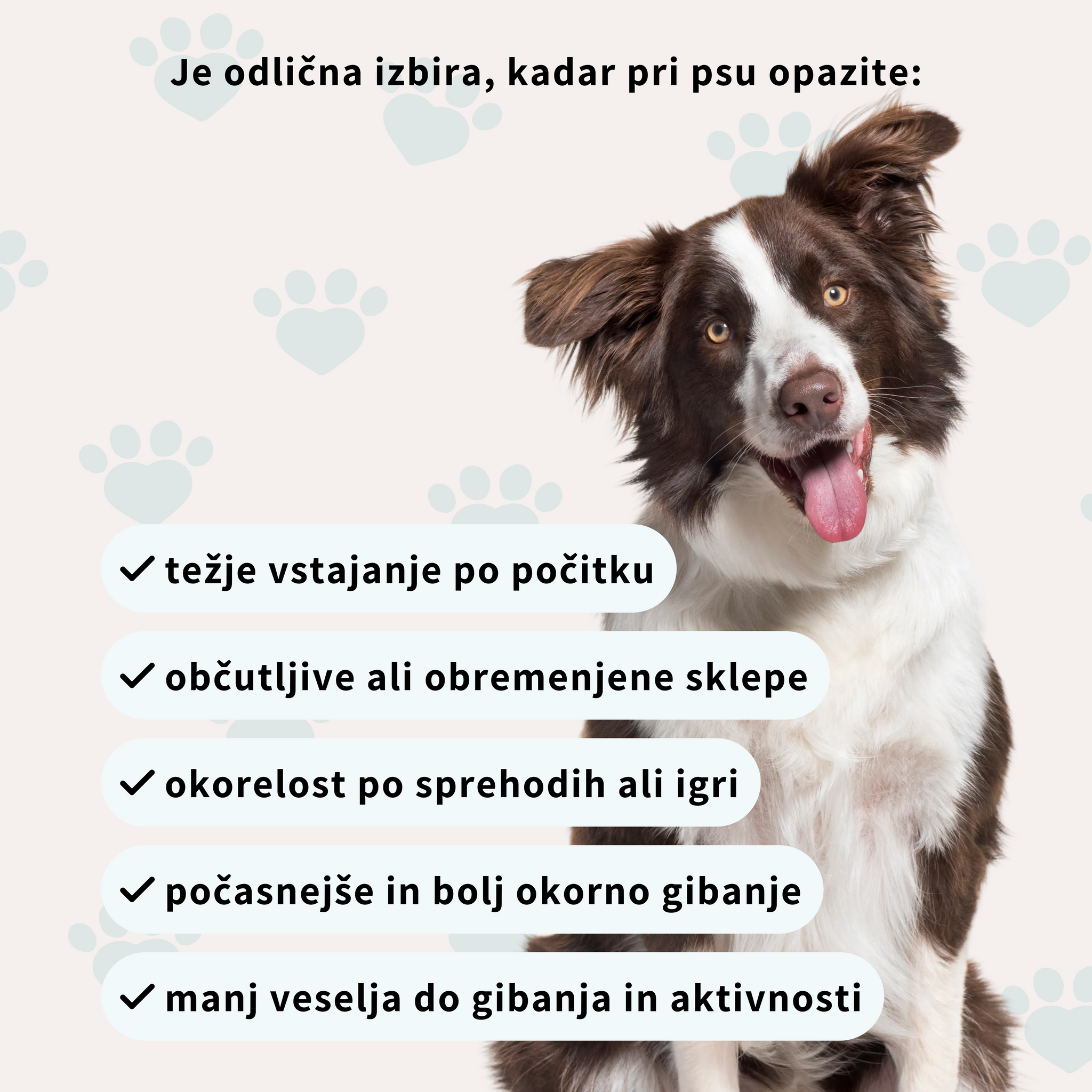 Digital photograph of a cheerful brown and white Border Collie dog with bright amber eyes and pink tongue, sitting beside a Slovenian infographic on a light beige background with blue paw prints, detailing dog joint health symptoms like difficulty rising and stiffness