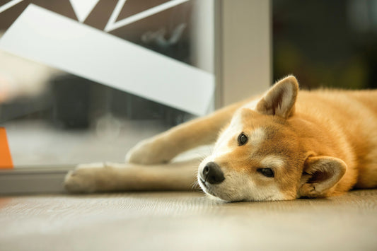 Shiba inu