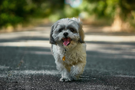 Shih tzu (Šicu)
