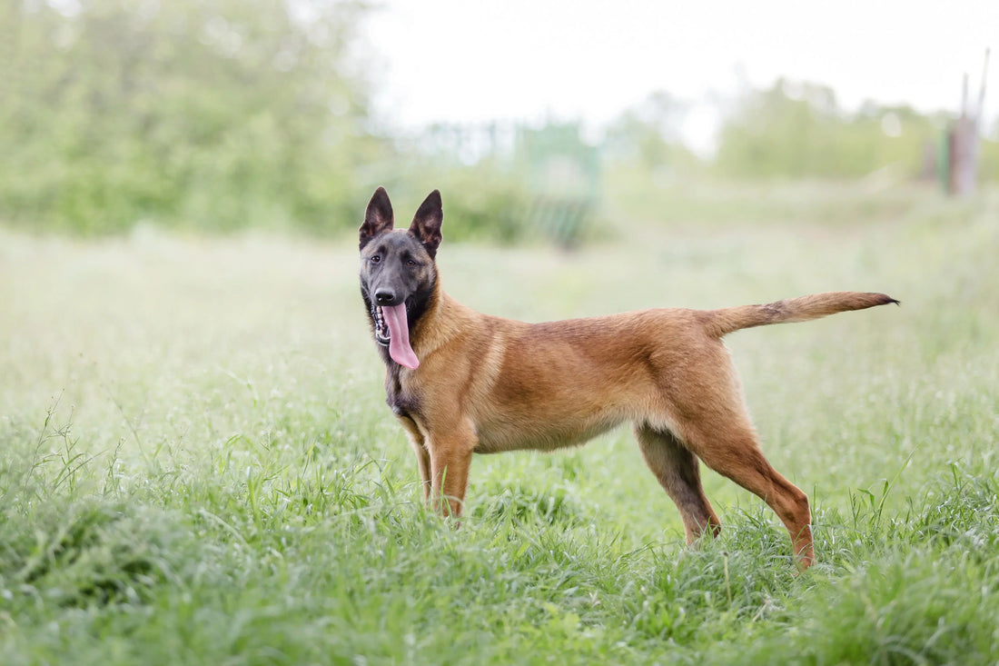 Belgijski ovčar Malinois