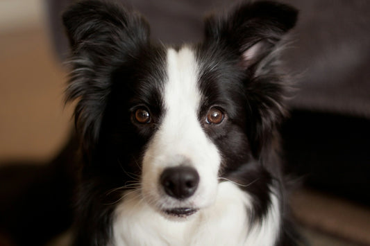 Borderski ovčar ( Border Collie)