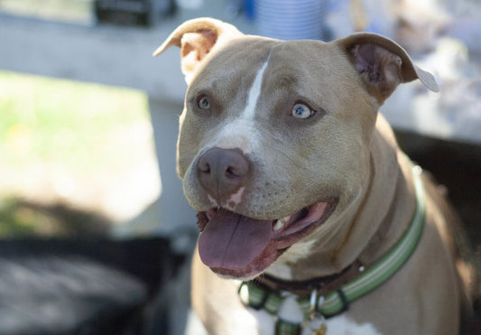 Pit bull terier