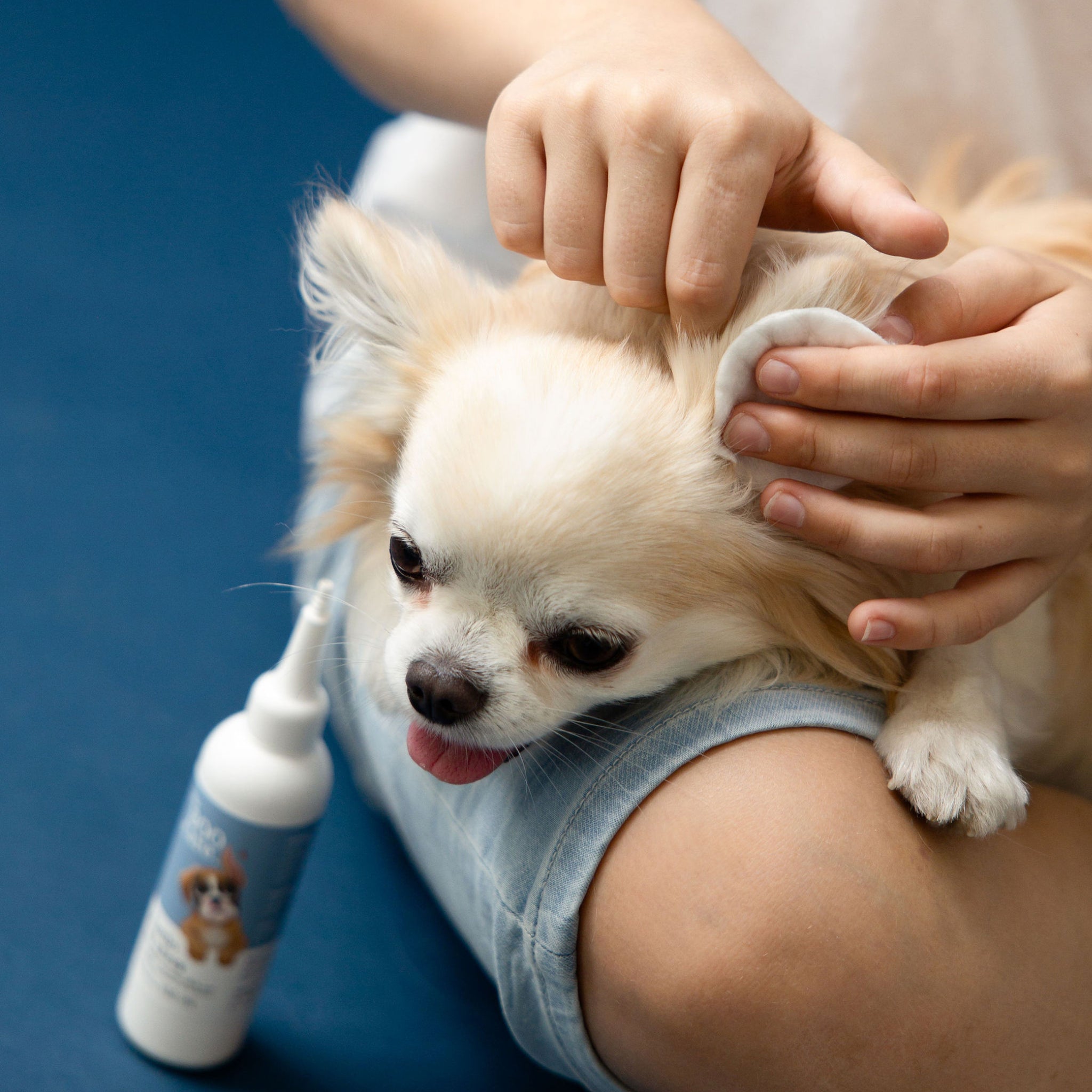 Boo Care – naravna pasja kozmetika z ljubeznijo do psov in narave