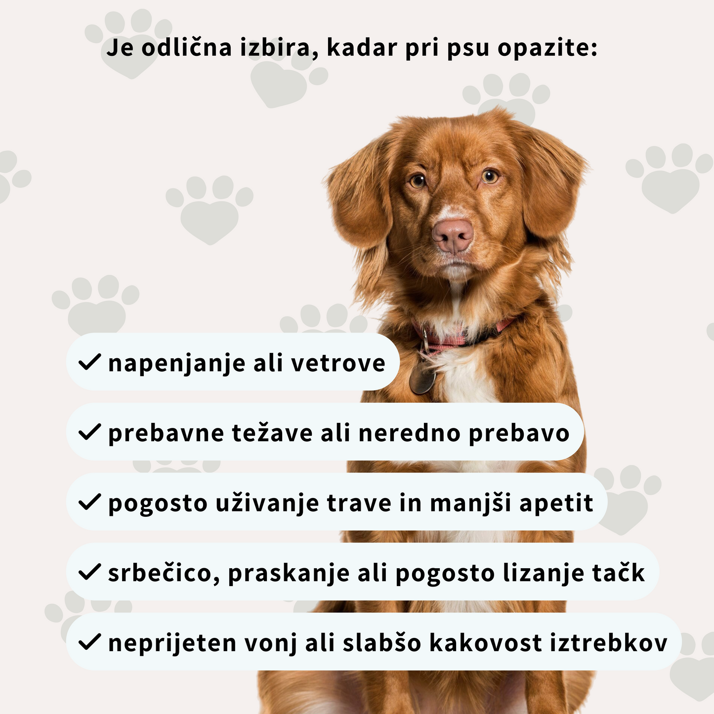 Prehransko dopolnilo za urejeno prebavo psov